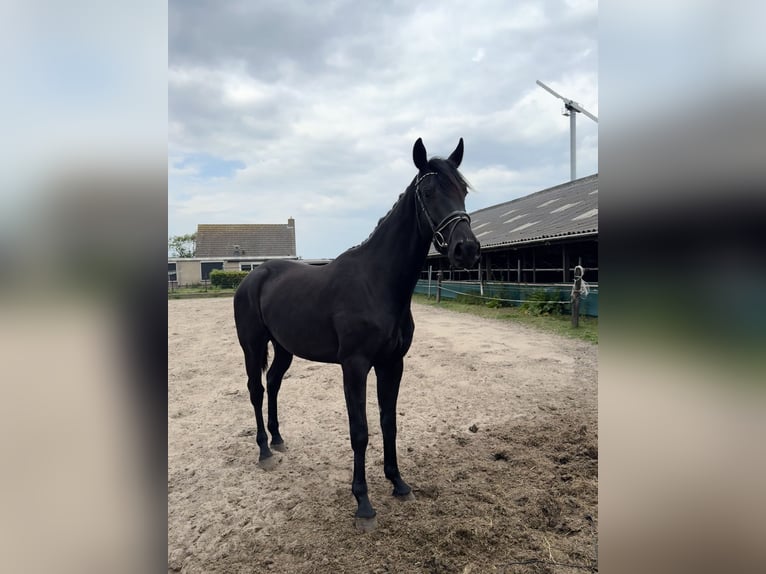 KWPN Caballo castrado 3 años 170 cm Negro in Rinsumageast
