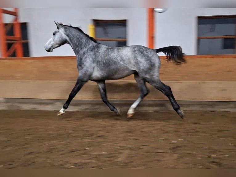 KWPN Caballo castrado 3 años 170 cm Tordo in Békéscsaba