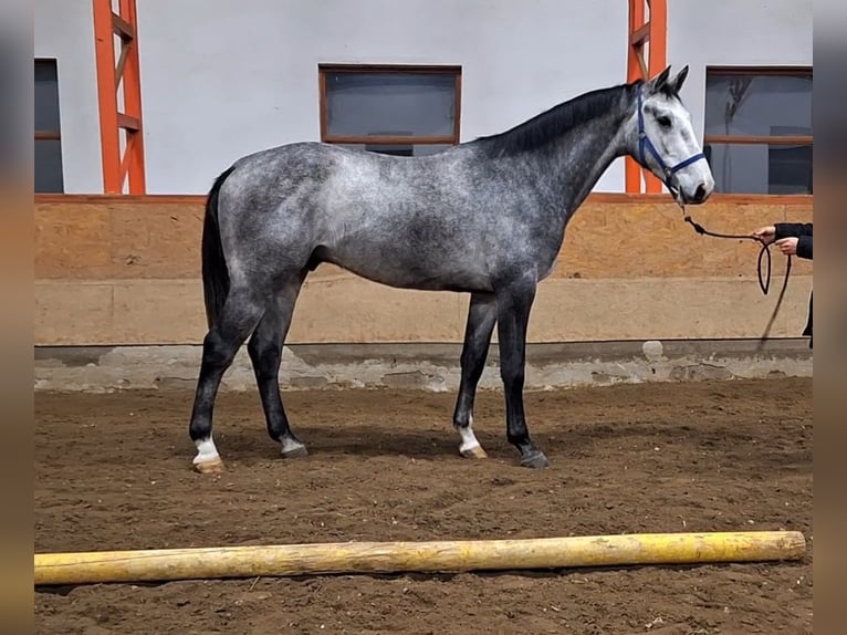 KWPN Caballo castrado 3 años 170 cm Tordo in Békéscsaba