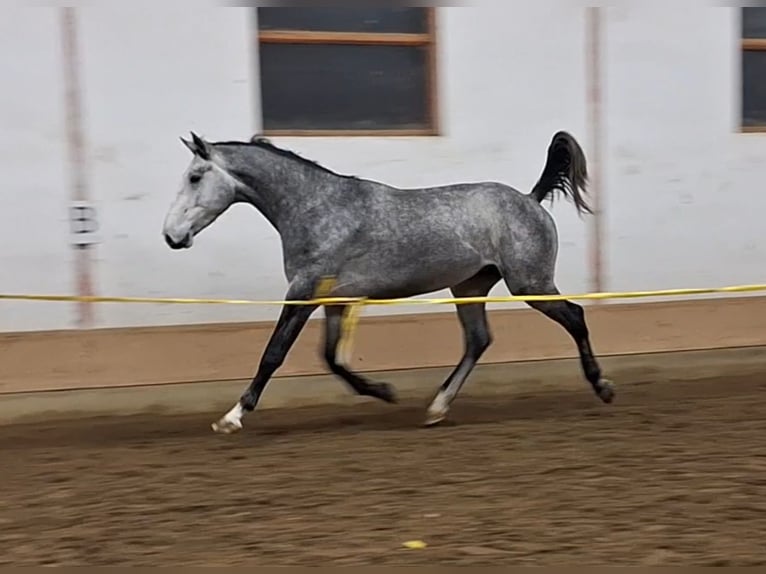 KWPN Caballo castrado 3 años 170 cm Tordo in Békéscsaba