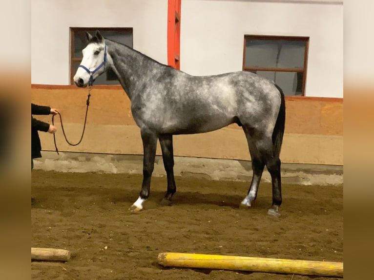 KWPN Caballo castrado 3 años 170 cm Tordo in Békéscsaba