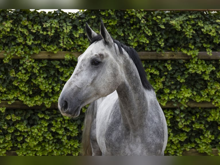 KWPN Caballo castrado 3 años 170 cm Tordo in Waddinxveen