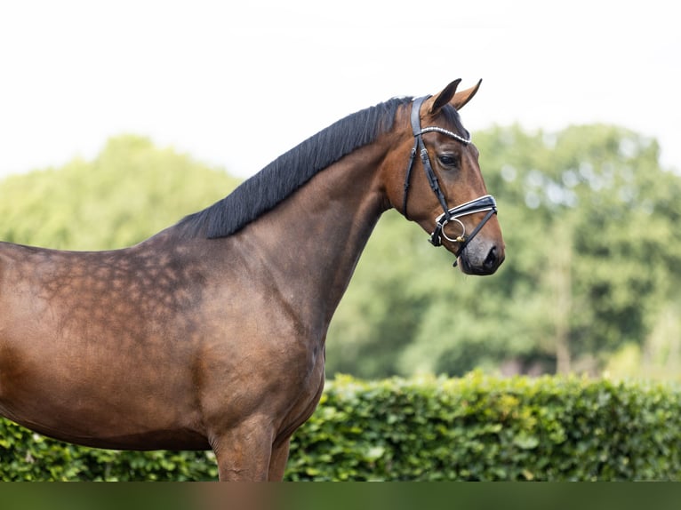 KWPN Caballo castrado 3 años 171 cm Castaño in Vledderveen