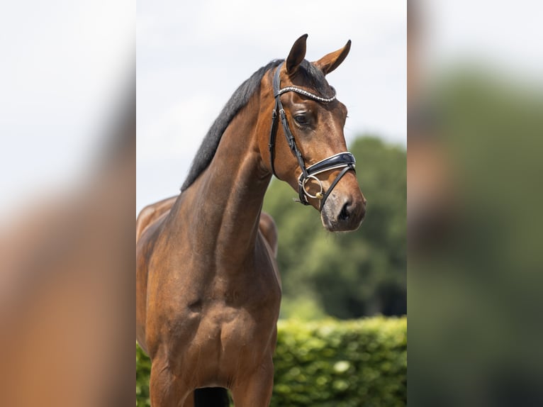 KWPN Caballo castrado 3 años 171 cm Castaño in Vledderveen