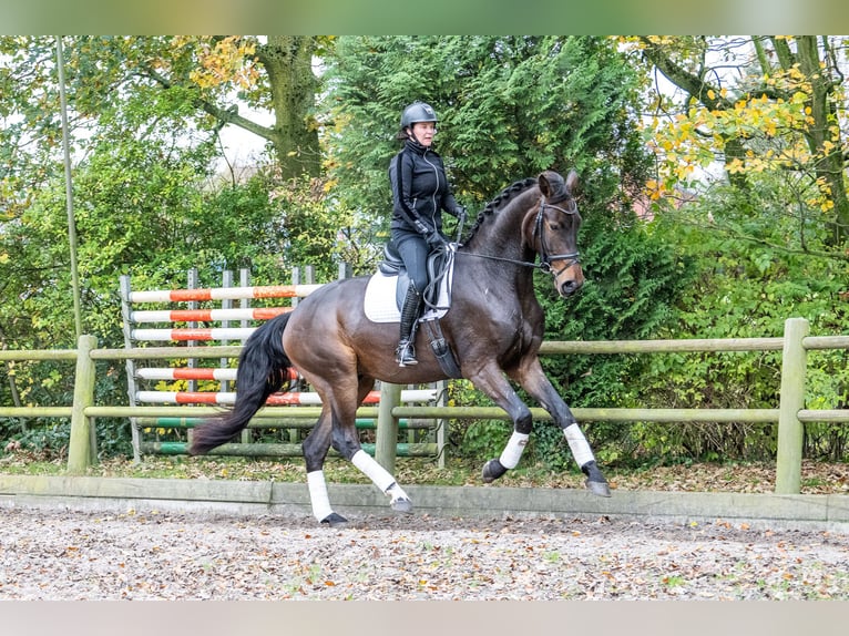 KWPN Caballo castrado 3 años 171 cm Castaño oscuro in Ossendrecht