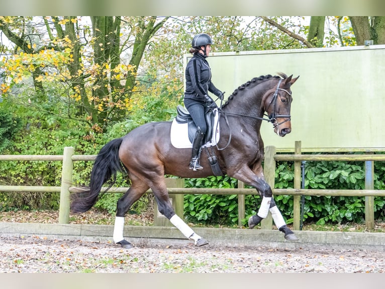 KWPN Caballo castrado 3 años 171 cm Castaño oscuro in Ossendrecht