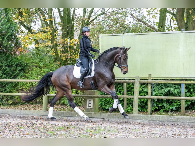 KWPN Caballo castrado 3 años 171 cm Castaño oscuro in Ossendrecht