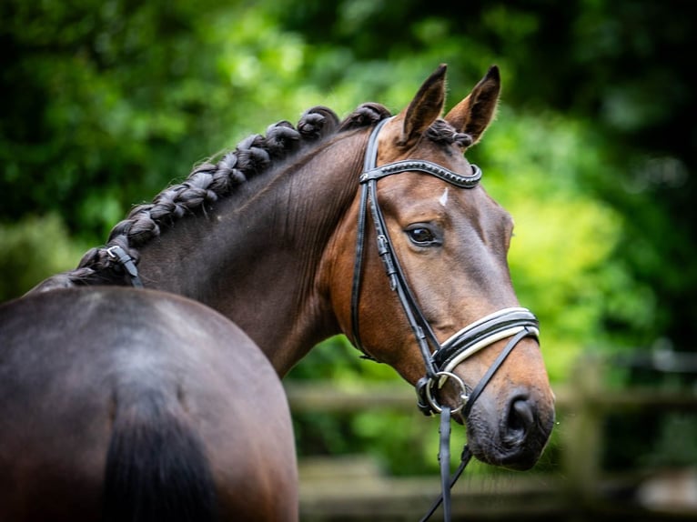 KWPN Caballo castrado 3 años 171 cm Castaño oscuro in Ossendrecht