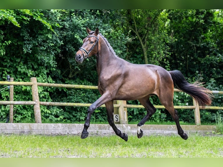 KWPN Caballo castrado 3 años 171 cm Castaño oscuro in Ossendrecht