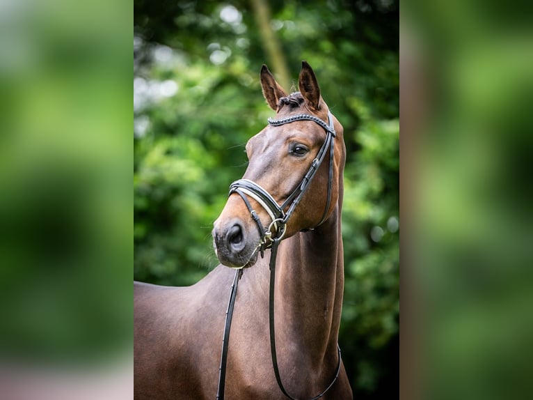 KWPN Caballo castrado 3 años 171 cm Castaño oscuro in Ossendrecht