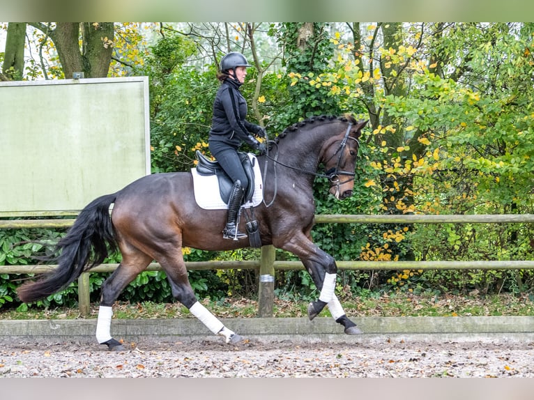 KWPN Caballo castrado 3 años 171 cm Castaño oscuro in Ossendrecht