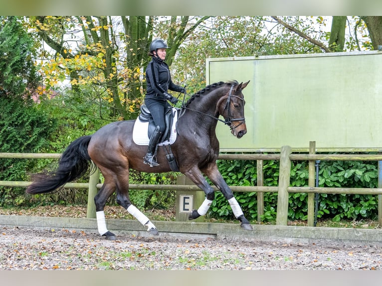 KWPN Caballo castrado 3 años 171 cm Castaño oscuro in Ossendrecht