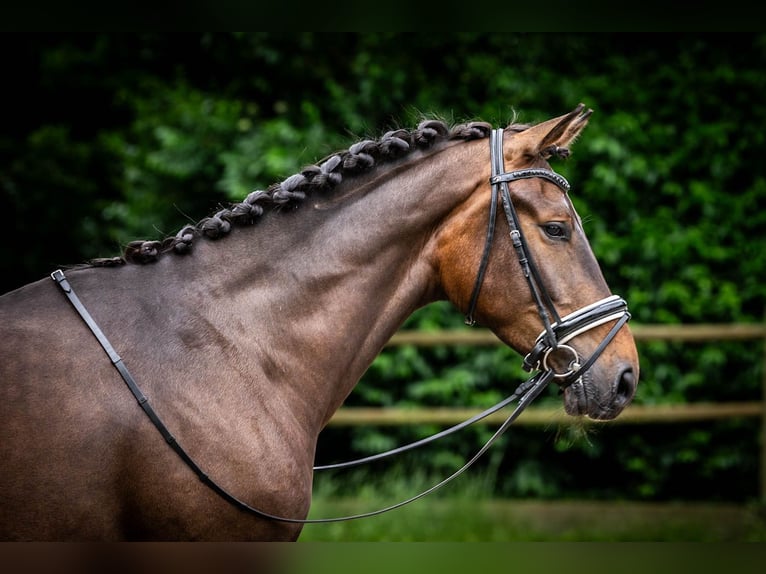 KWPN Caballo castrado 3 años 171 cm Castaño oscuro in Ossendrecht