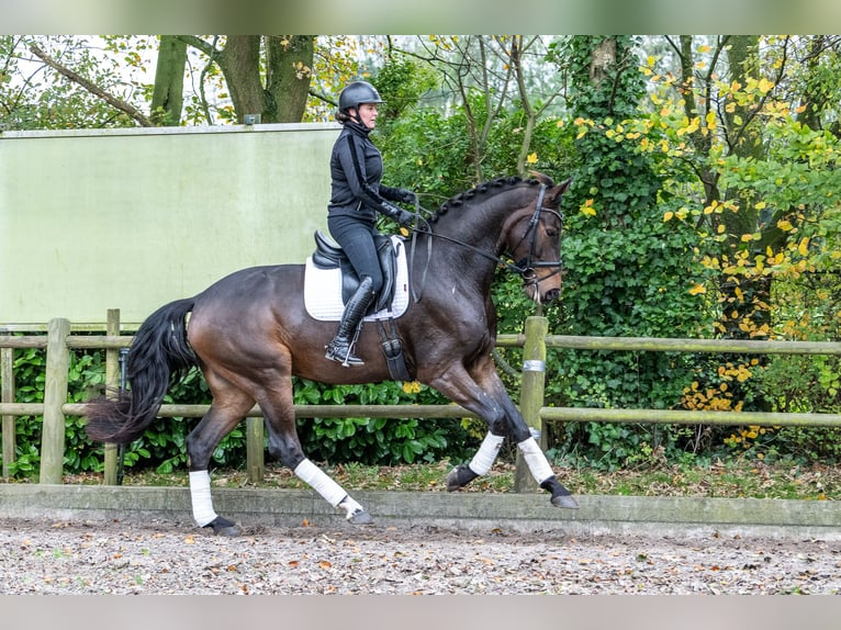 KWPN Caballo castrado 3 años 171 cm Castaño oscuro in Ossendrecht