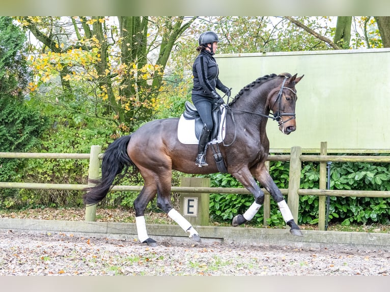 KWPN Caballo castrado 3 años 171 cm Castaño oscuro in Ossendrecht