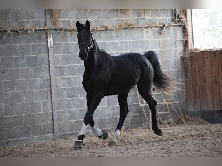 KWPN Caballo castrado 3 años 171 cm Negro in Huy