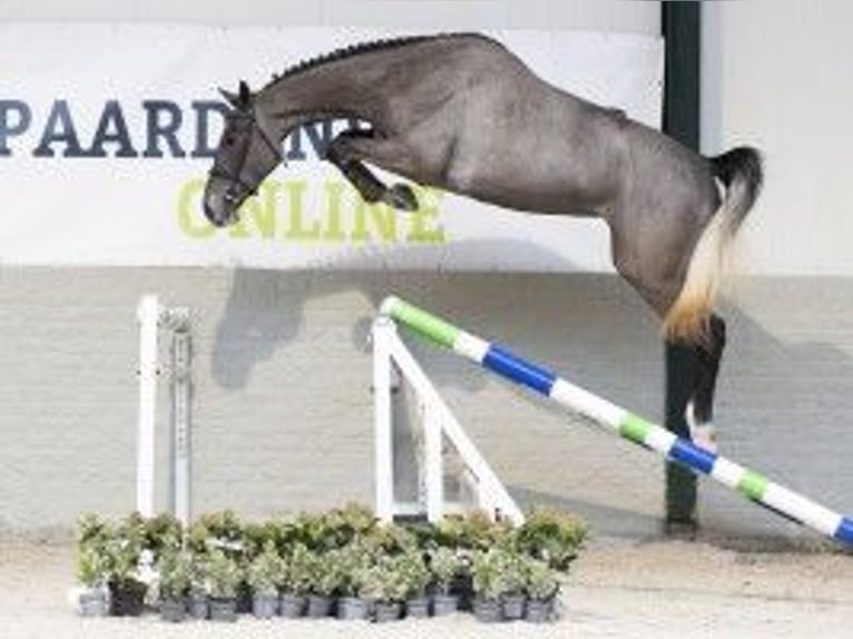 KWPN Caballo castrado 3 años 171 cm Tordo in Heerde