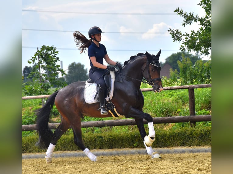 KWPN Caballo castrado 3 años 172 cm  in Neuss
