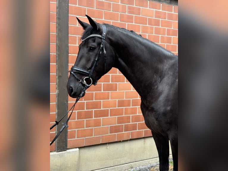 KWPN Caballo castrado 3 años 172 cm in Ratingen