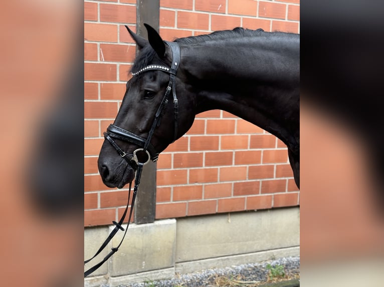 KWPN Caballo castrado 3 años 172 cm in Ratingen