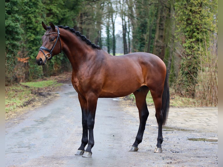 KWPN Caballo castrado 3 años 172 cm Castaño in Lienen