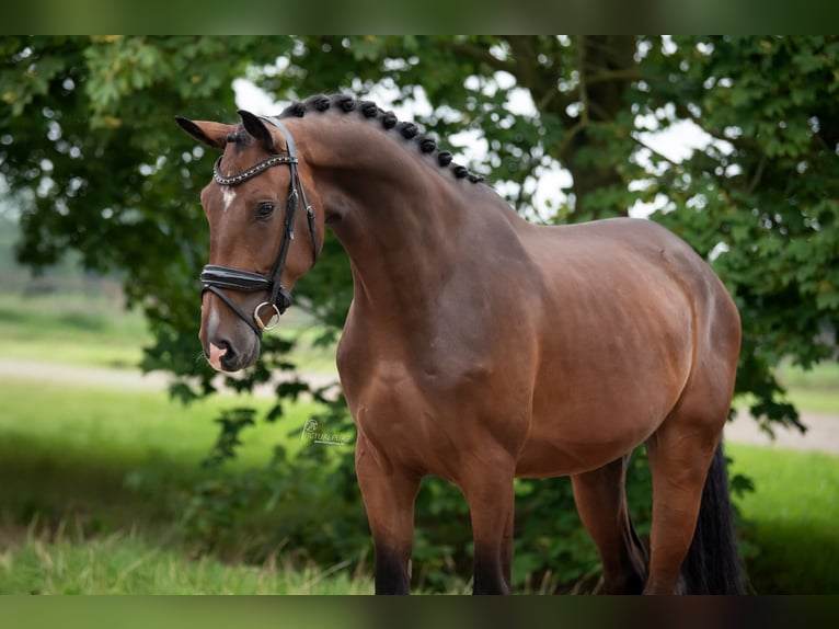 KWPN Caballo castrado 3 años 172 cm Castaño in Peer
