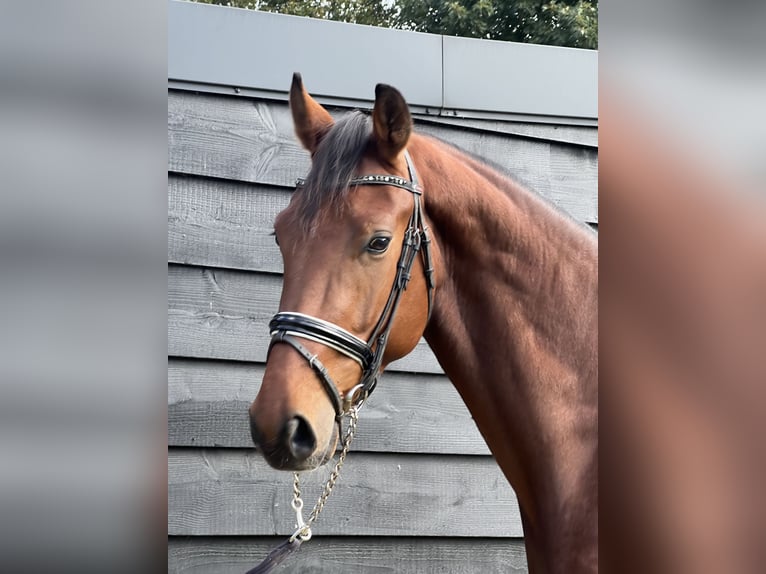 KWPN Caballo castrado 3 años 172 cm Castaño in Slootdorp