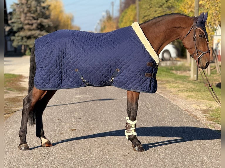 KWPN Caballo castrado 3 años 172 cm Castaño in &#xD6;cs&#xF6;d