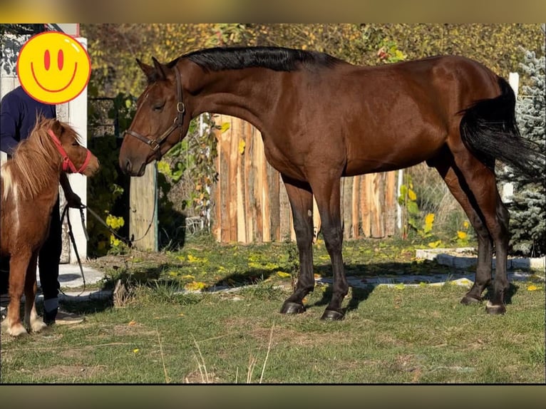 KWPN Caballo castrado 3 años 172 cm Castaño in &#xD6;cs&#xF6;d