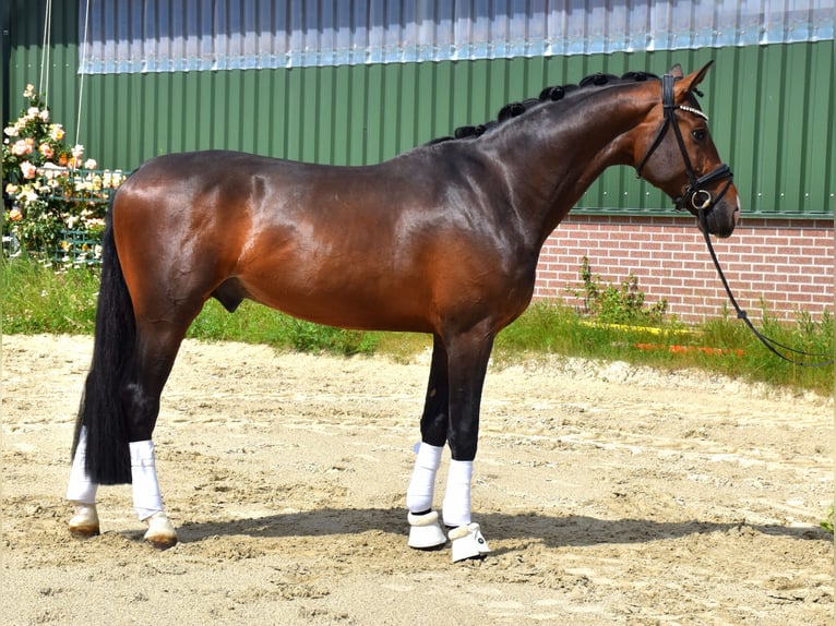 KWPN Caballo castrado 3 años 172 cm Castaño oscuro in Neuss