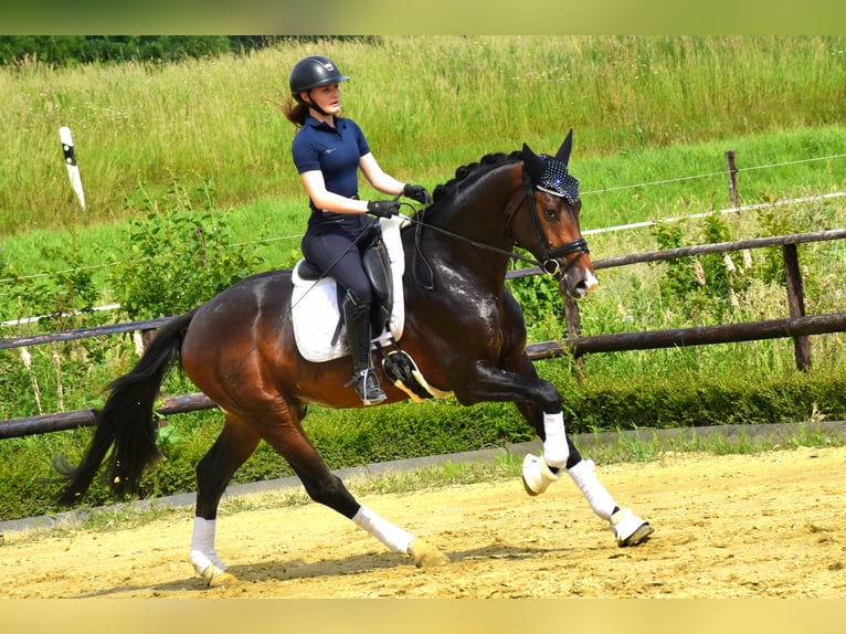 KWPN Caballo castrado 3 años 172 cm Castaño oscuro in Neuss