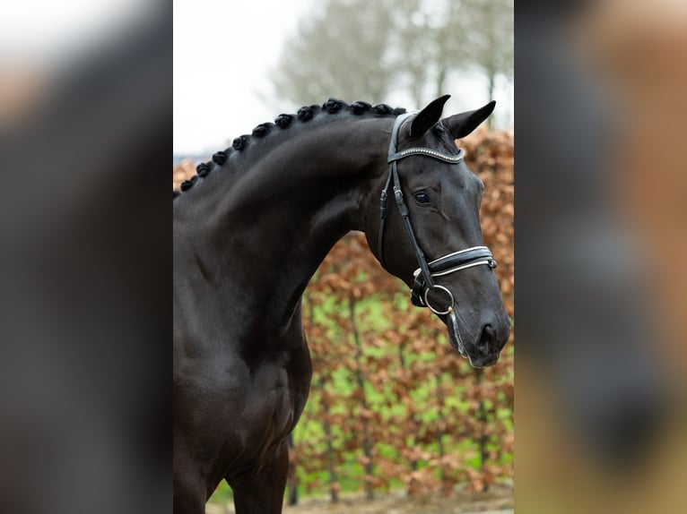 KWPN Caballo castrado 3 años 172 cm Negro in Ratingen