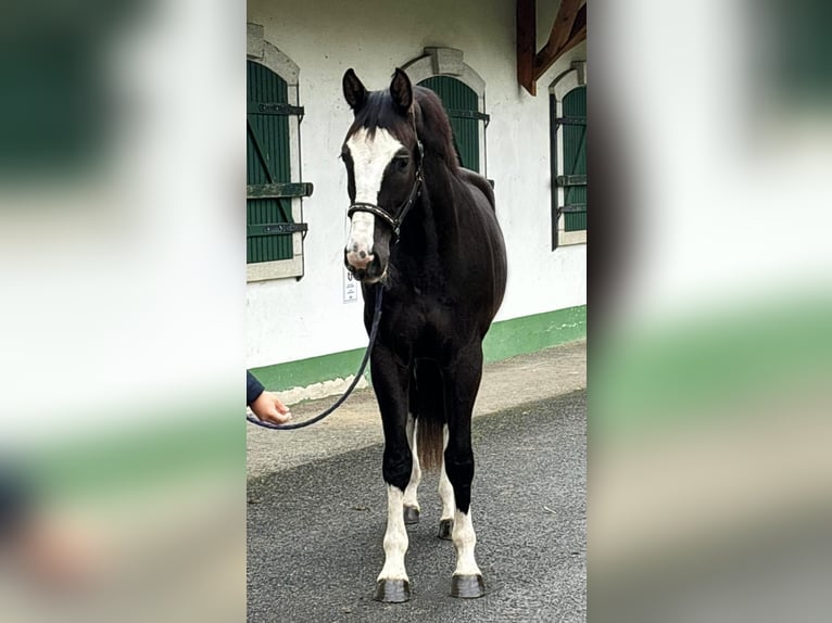 KWPN Caballo castrado 3 años 173 cm Negro in Halbenrain