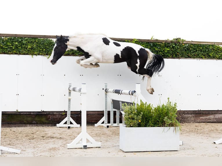 KWPN Caballo castrado 3 años 173 cm Pío in Waddinxveen