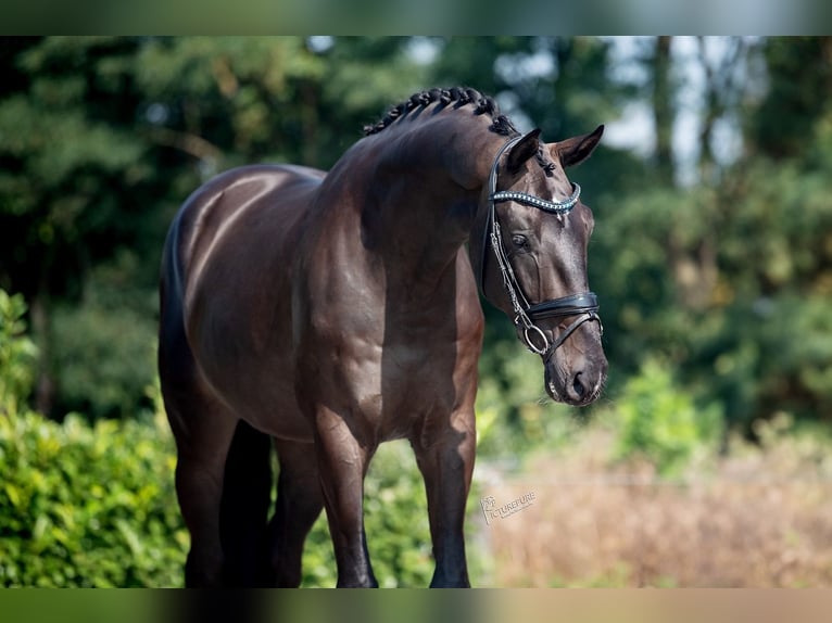 KWPN Caballo castrado 3 años 174 cm Negro in Weert