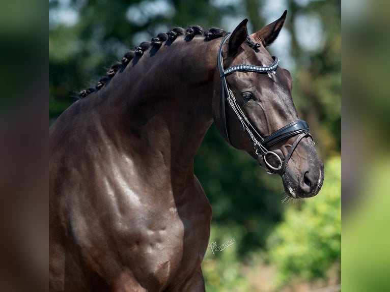 KWPN Caballo castrado 3 años 174 cm Negro in Weert