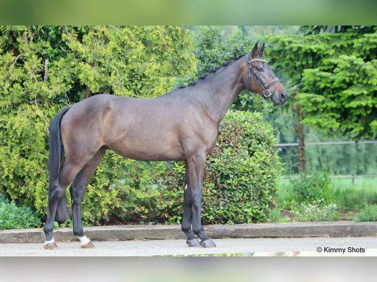 KWPN Caballo castrado 3 años 175 cm Castaño oscuro in Strijensas