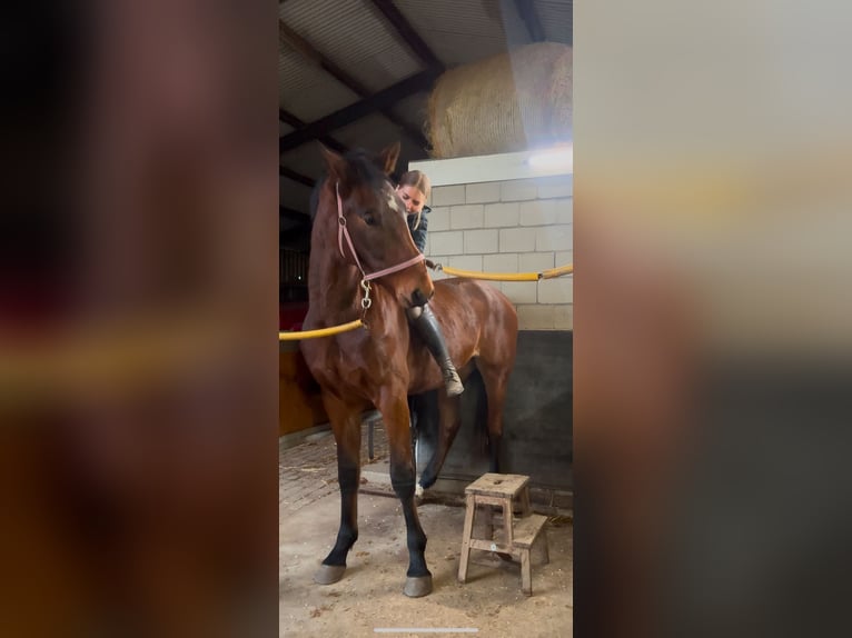 KWPN Caballo castrado 3 años 175 cm Castaño oscuro in Venhorst