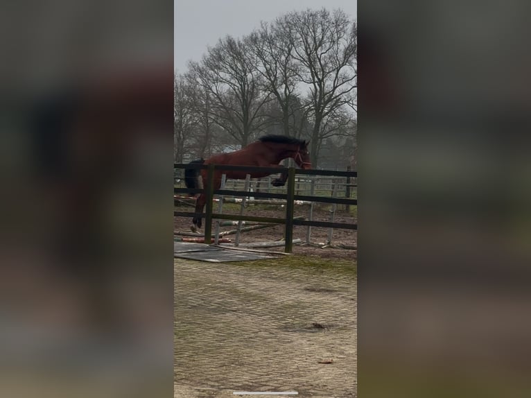 KWPN Caballo castrado 3 años 175 cm Castaño oscuro in Venhorst