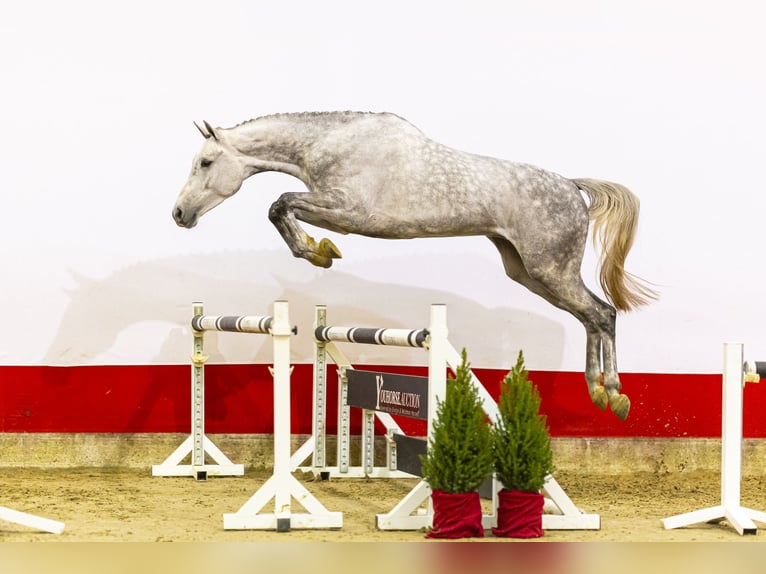 KWPN Caballo castrado 3 años 177 cm Tordo in Waddinxveen