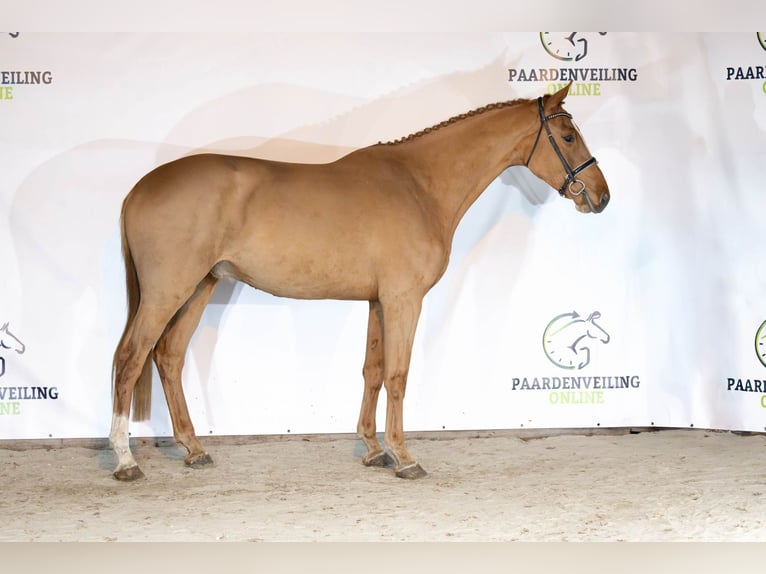 KWPN Caballo castrado 3 años 178 cm Alazán-tostado in Heerde