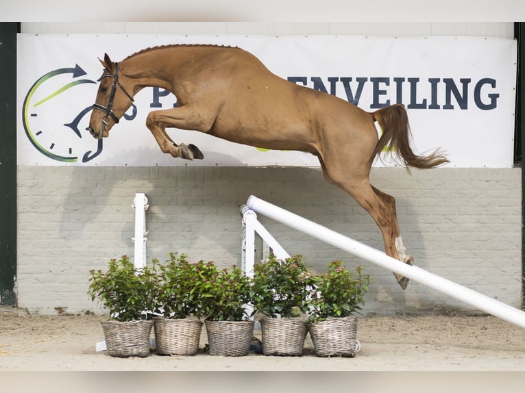 KWPN Caballo castrado 3 años 178 cm Alazán-tostado in Heerde