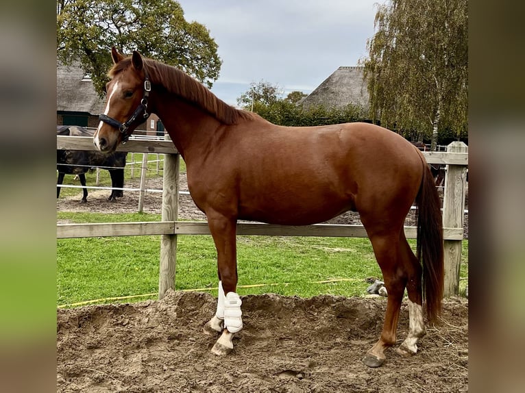 KWPN Caballo castrado 3 años Alazán in Tilburg