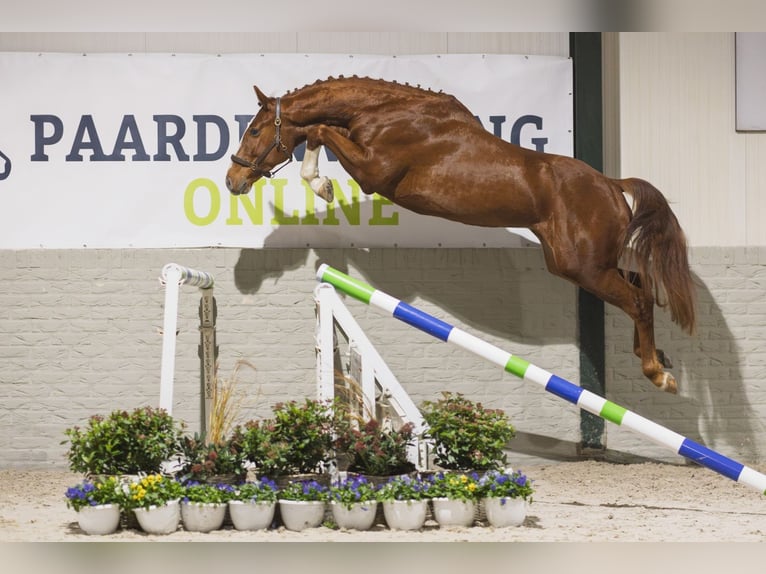 KWPN Caballo castrado 3 años Alazán in Heerde