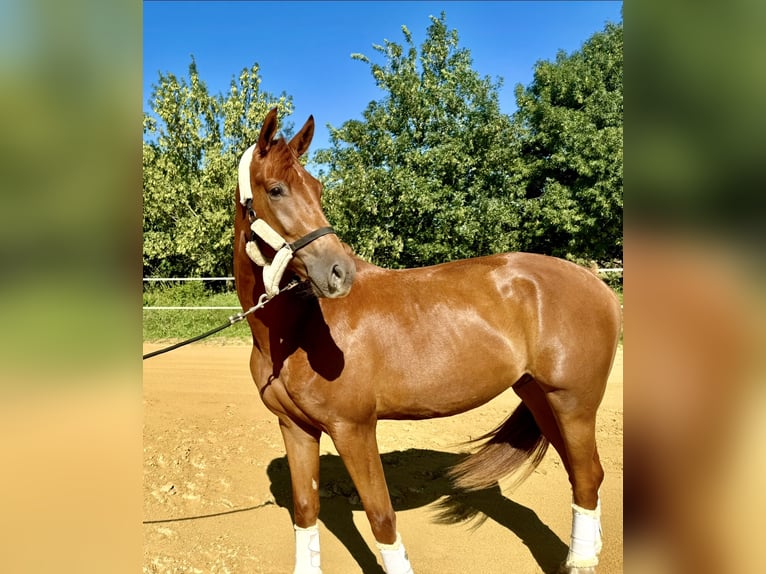 KWPN Caballo castrado 3 años Alazán-tostado in Saint-Aunès