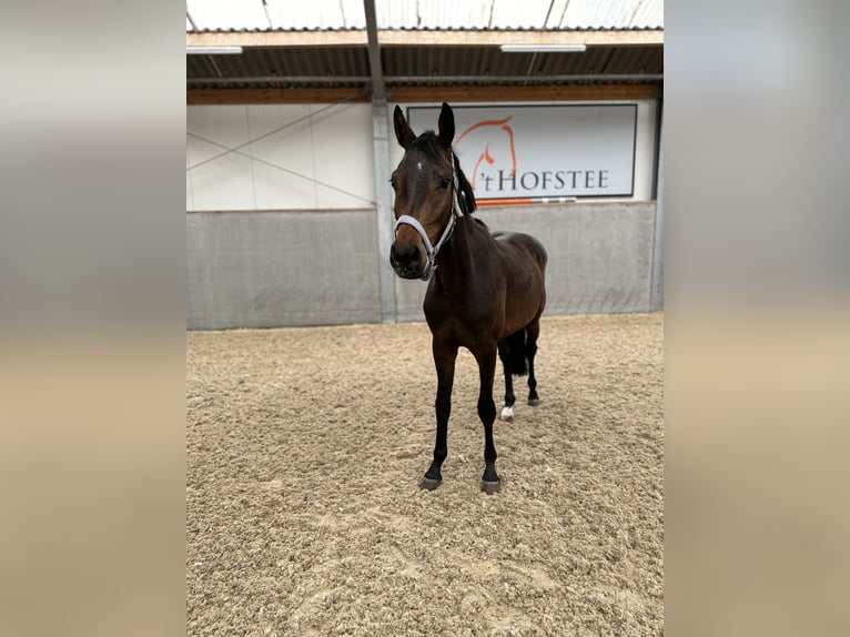 KWPN Caballo castrado 3 años Castaño oscuro in Lattrop-Breklenkamp