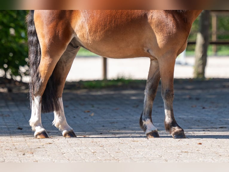 KWPN Caballo castrado 4 años 121 cm Castaño in Kaulille