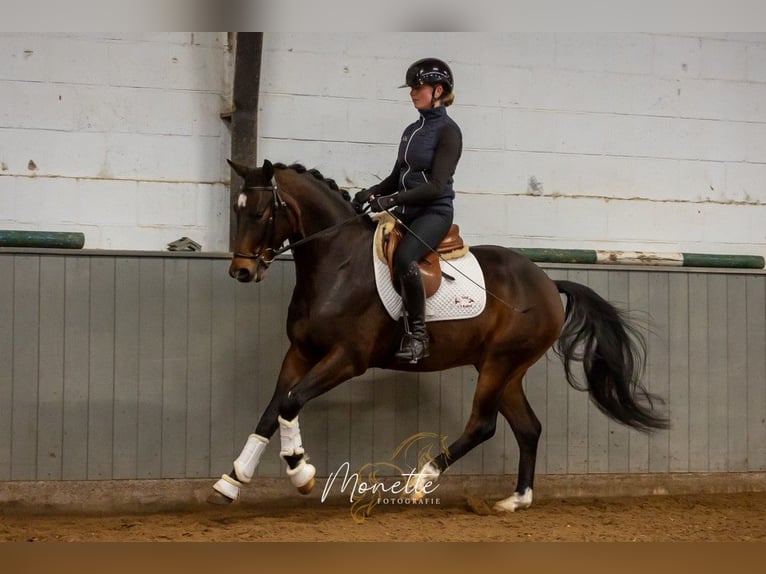 KWPN Caballo castrado 4 años 158 cm Castaño in Nieuw-Vennep