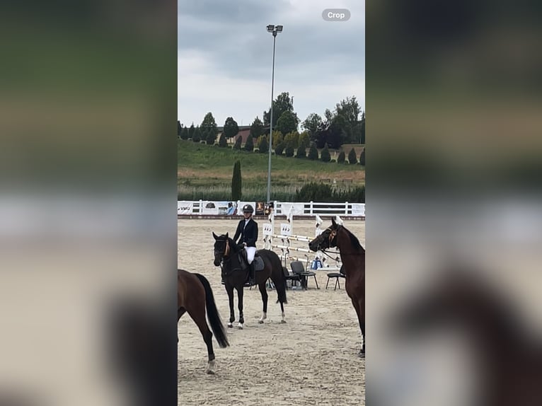 KWPN Caballo castrado 4 años 160 cm Castaño oscuro in Vilnius