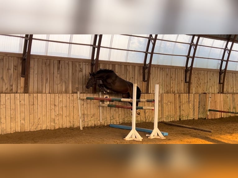 KWPN Caballo castrado 4 años 160 cm Castaño oscuro in Vilnius